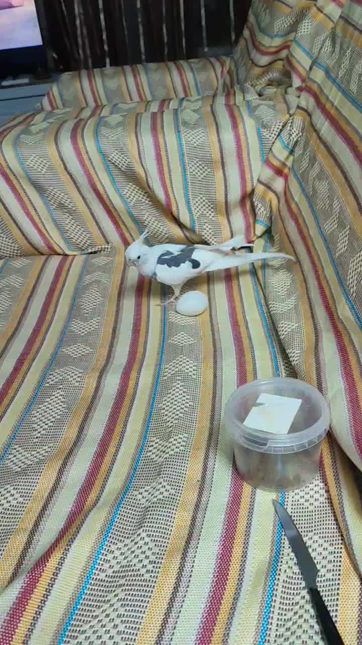 طوطی عروس آلبینو دوکت گمشده|حیوانات|قم, باسکول|دیوار