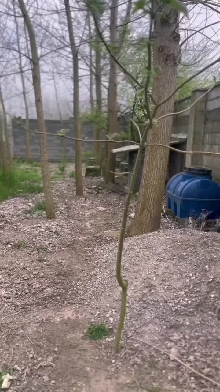 زمین چهار هزار متری سنددار|فروش زمین و ملک کلنگی|رشت, بلوار گیلان|دیوار