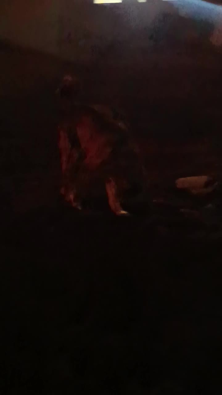 سگ خراسانی|سگ|قروه, |دیوار