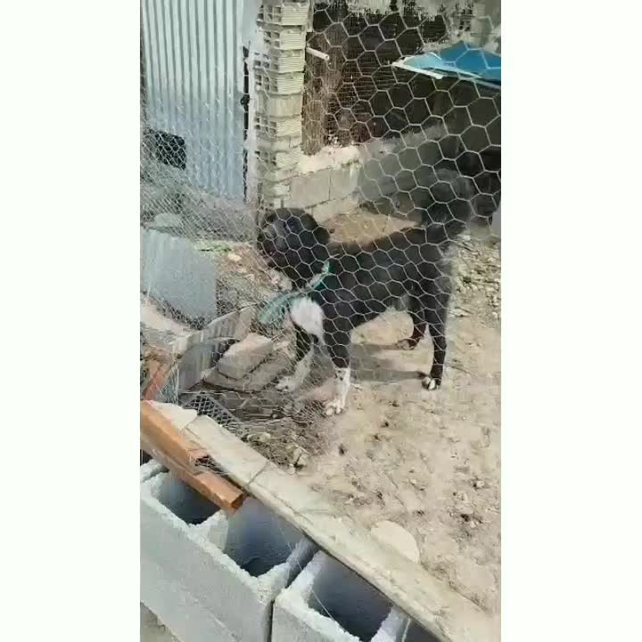 واگذاری قدرجانی اصیل|سگ|شوش, |دیوار