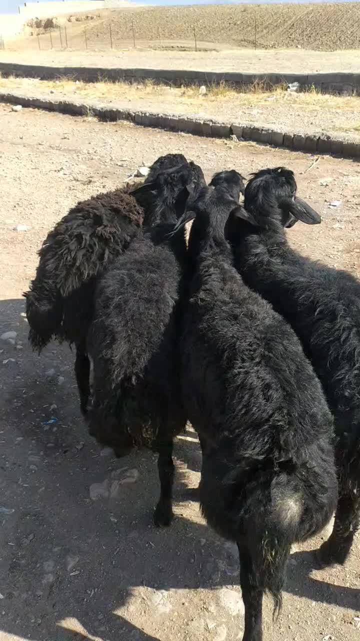 5عدد بره قوچ انتیک نمونه قره قزل|حیوانات مزرعه|شاهین دژ, |دیوار