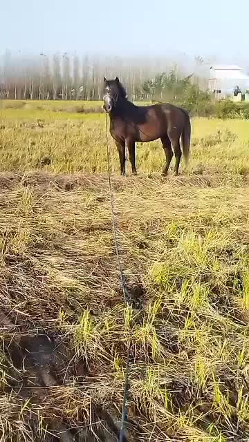 باهوش زنگ|اسب و تجهیزات اسبسواری|تولم شهر, |دیوار