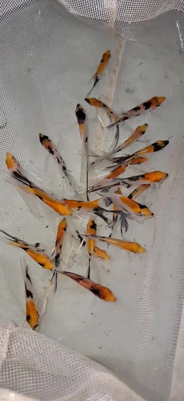 انجل کوی ماربل سایز مولد|ماهی|چهارباغ, |دیوار