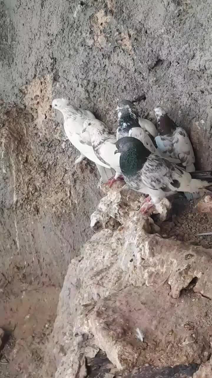 ۱۵۰۰۰۰۰۰|پرنده|شوط, |دیوار