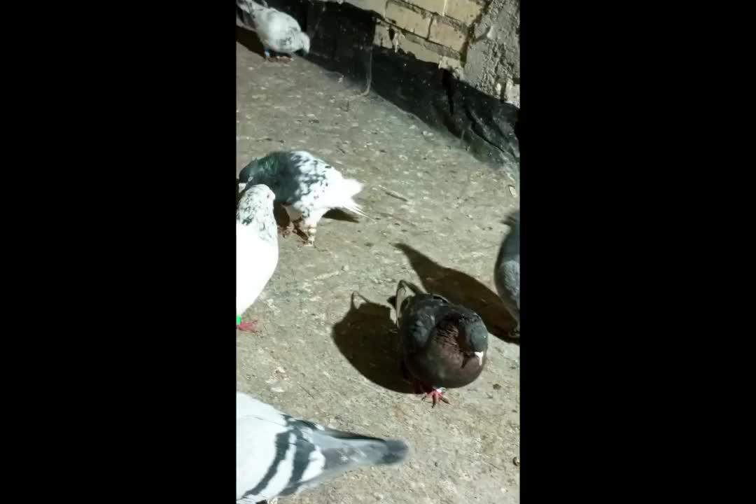 کفتر|پرنده|رضویه, |دیوار