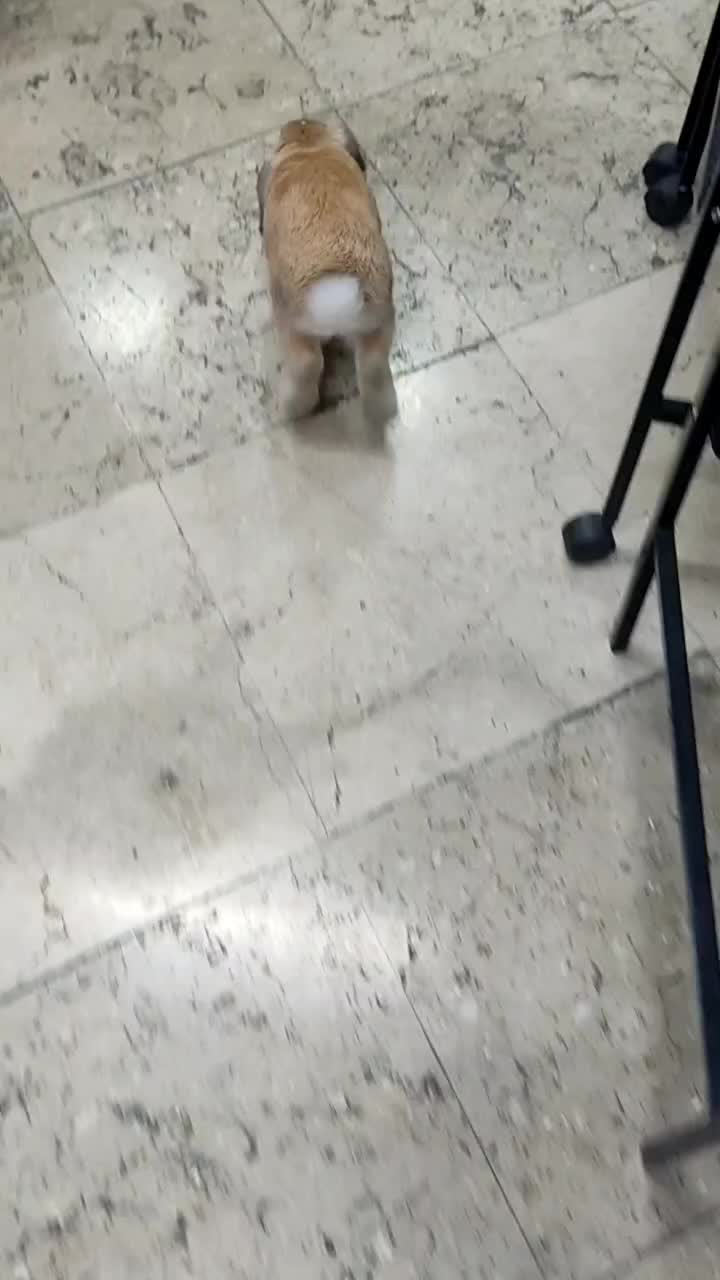 واگذاری خرگوش لوپ نر|موش و خرگوش|تهران, کاج|دیوار