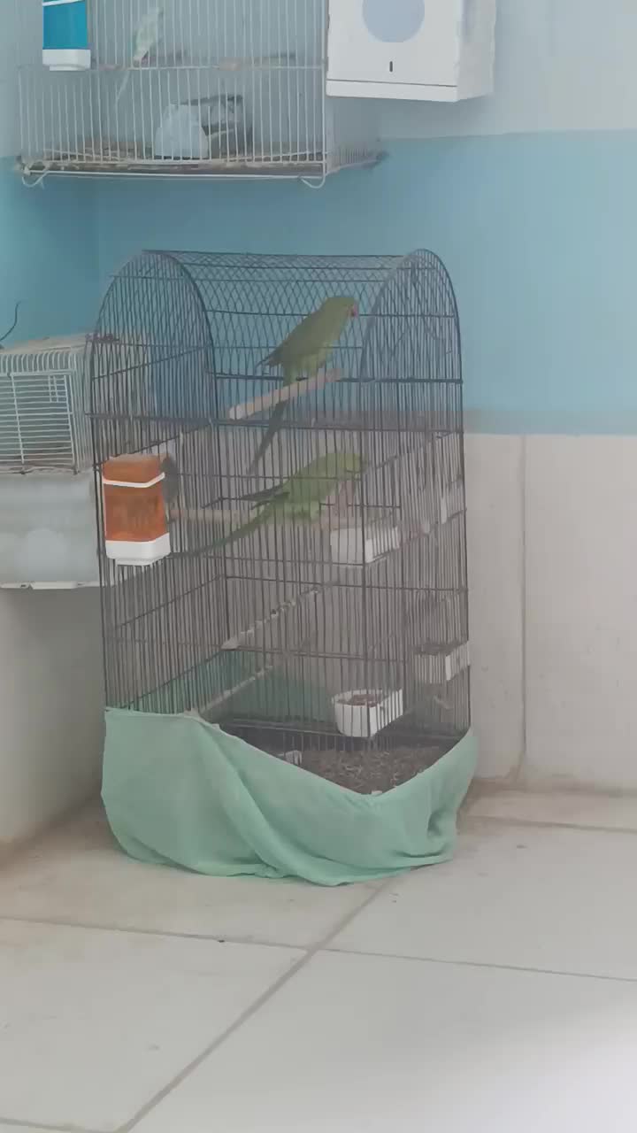 طوطی سبز ملنگو|پرنده|ایرانشهر, |دیوار