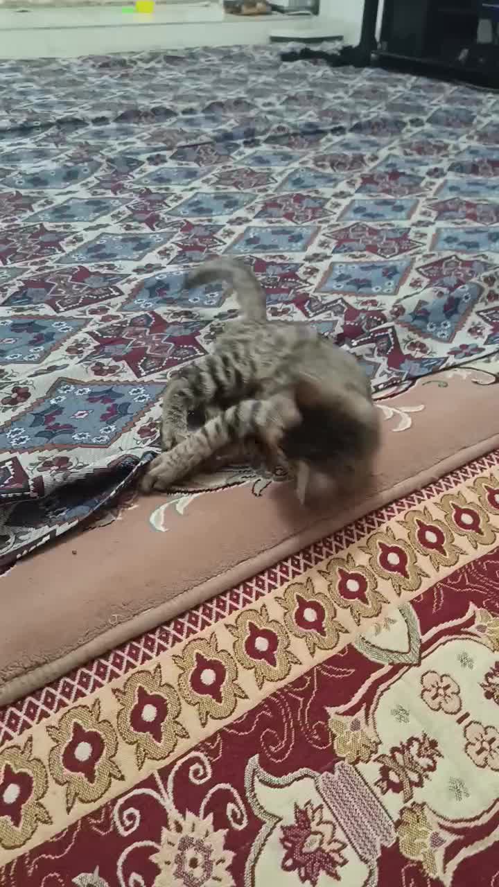 فروش و واگذاری گربه 7ماه «نر»|گربه|زنجان, |دیوار