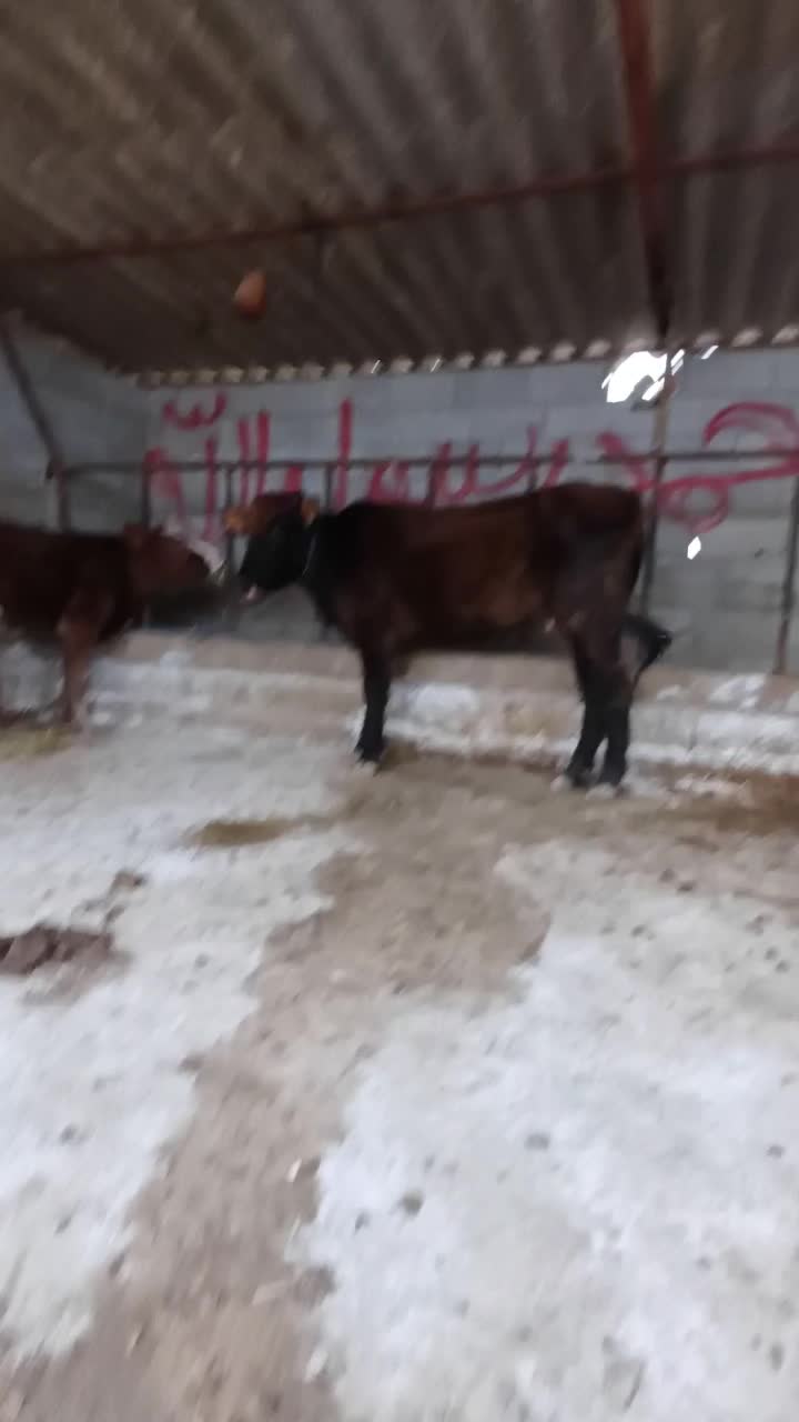 گاو شکم اول دو دندان با گوساله ماده|حیوانات مزرعه|گمیشان, |دیوار