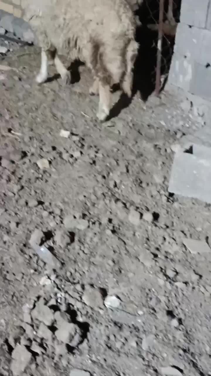 بره ماده سنجابی|حیوانات مزرعه|ماهیدشت, |دیوار