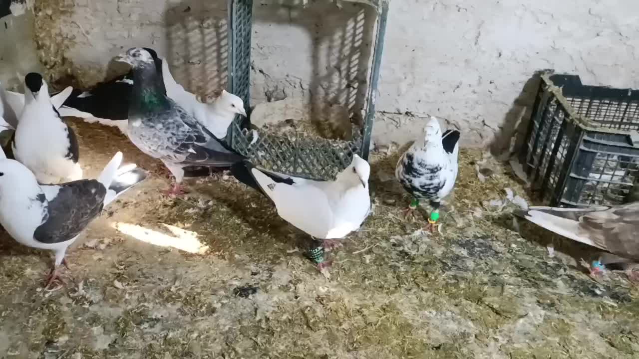 کبوتر|پرنده|ضیاء آباد, |دیوار