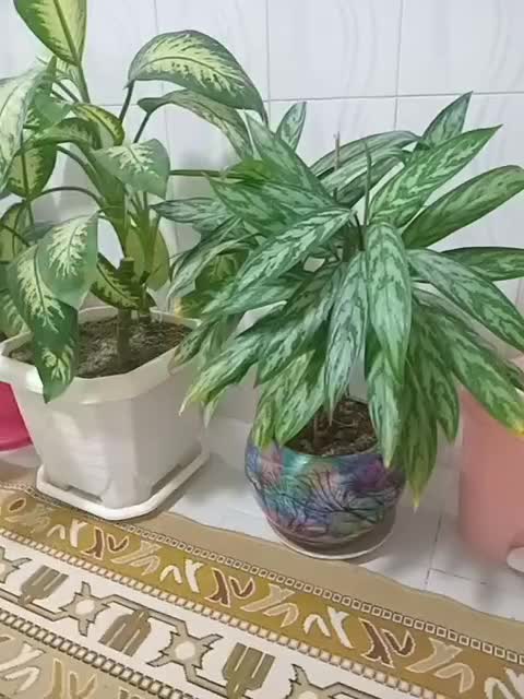 گل طبیعی|گل و گیاه طبیعی|باوله, |دیوار