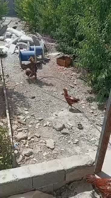 خروس لاری|حیوانات مزرعه|رباط‌کریم, رباط‌کریم|دیوار