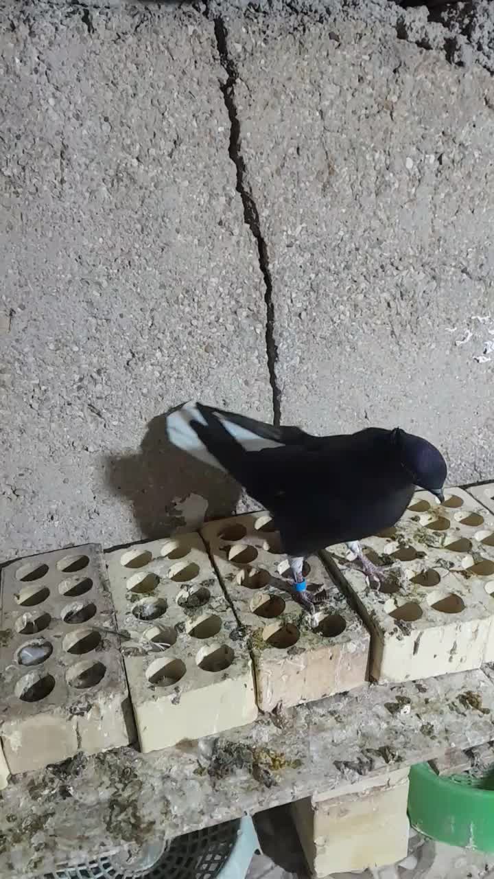 یک جفت ماده دم سفید|پرنده|امیدیه, |دیوار