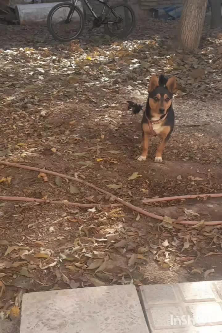 سگ پاکوتاه نژاد دار اصیل|سگ|سلطانیه, |دیوار