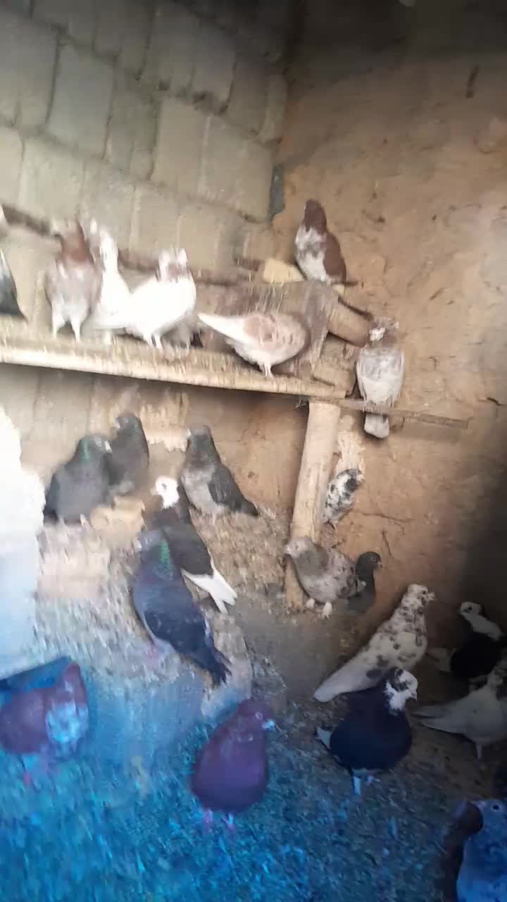 کفتر‌فروشی|پرنده|فریدونشهر, |دیوار