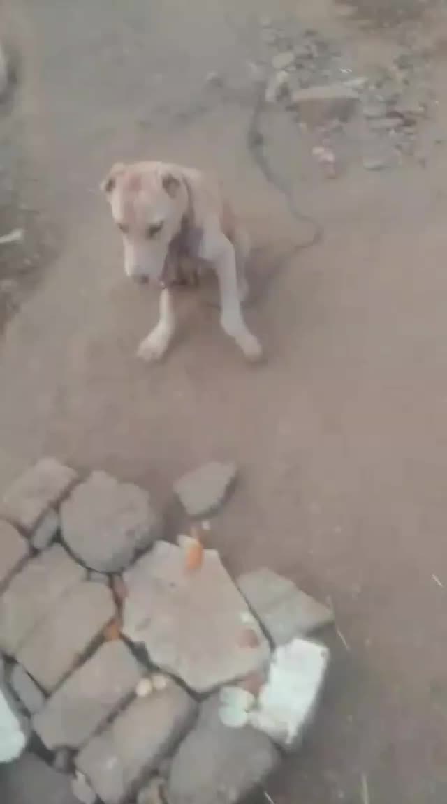 توله ۵ماه|سگ|تربت‌حیدریه, چهارراه خواف|دیوار