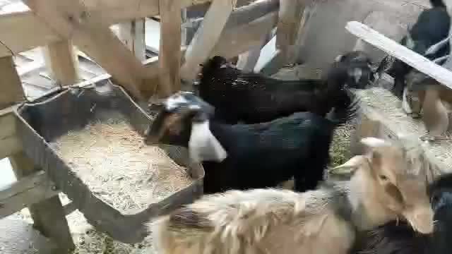 دو عدد کره ماده|حیوانات مزرعه|بندر کنگان, |دیوار