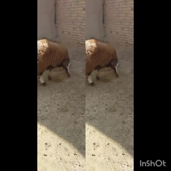 بره قوچ پلنگی بروجردی دوقلوزا هترو میش گوسفند بز|حیوانات مزرعه|قوچان, |دیوار