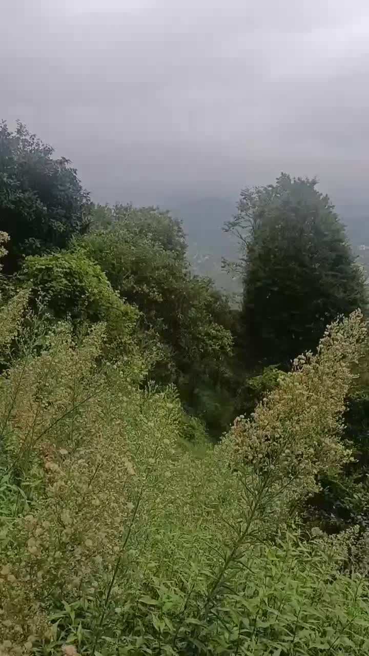 زمین۲۷۵متری،مسکونی تودارک تنکابن،باویو جنگل و دریا|فروش زمین و ملک کلنگی|دالخانی, |دیوار