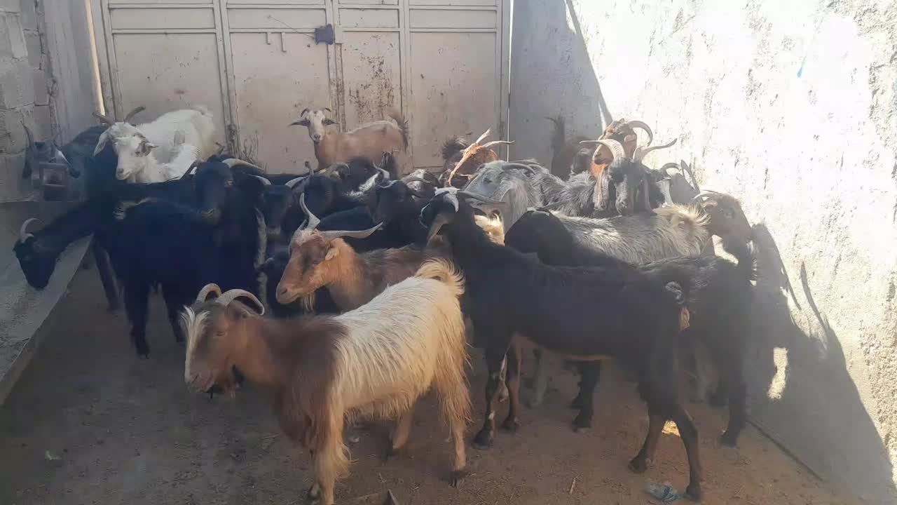 ۲۲تابز جوان ابستن دونه ۶۲۰۰ملیون|حیوانات مزرعه|خشت, |دیوار