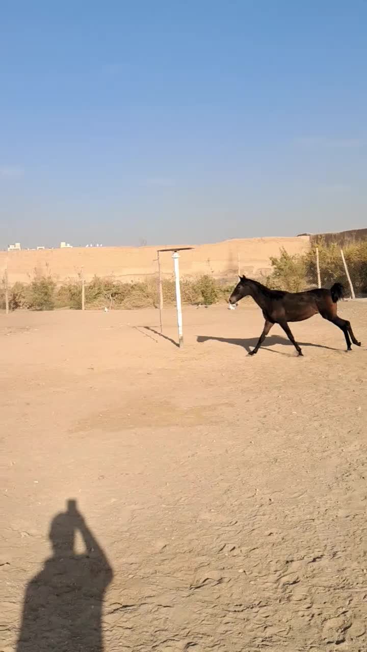 اسب انسیاتور|اسب و تجهیزات اسب‌سواری|خمینی‌شهر, |دیوار