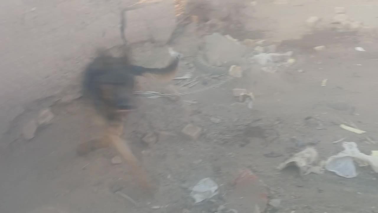 سگ‌ژ|سگ|کوهپایه, |دیوار