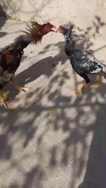 خروس لاری|حیوانات مزرعه|صوفیان, |دیوار