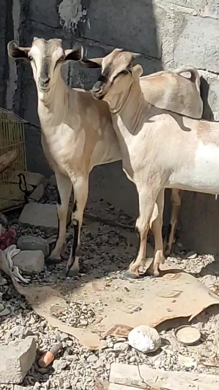 دو راس کره ماده سومال|حیوانات مزرعه|مهران (هرمزگان), |دیوار