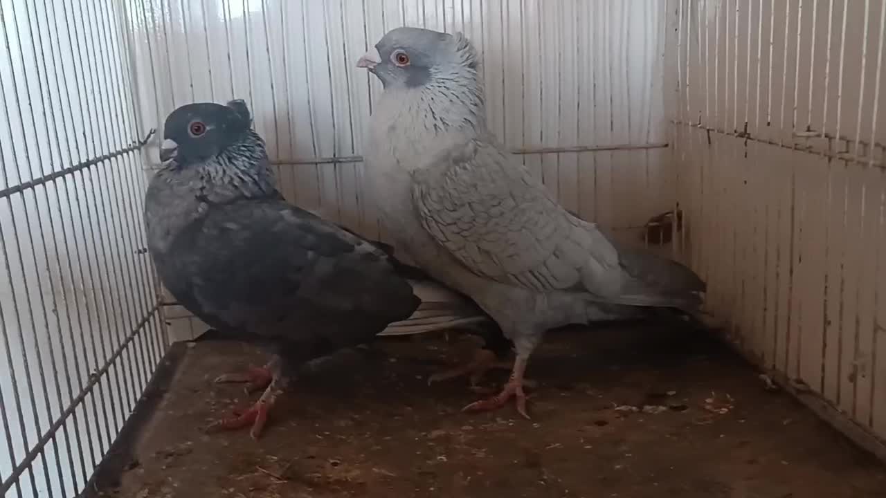 چند جفت کبوتر|پرنده|شهرآباد, |دیوار