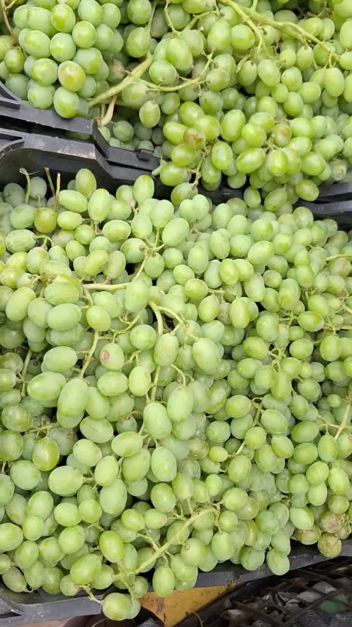 غوره|خوردنی و آشامیدنی|الشتر, |دیوار