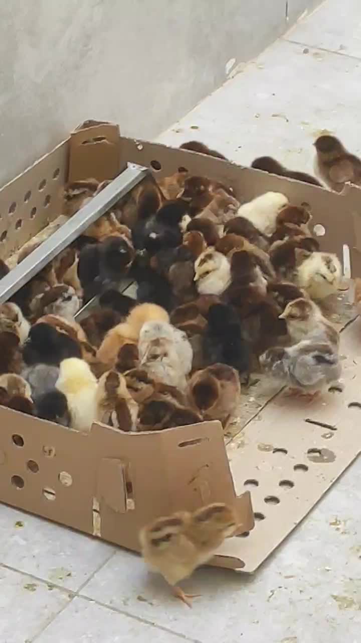 جوجه|حیوانات مزرعه|بندرعباس, |دیوار