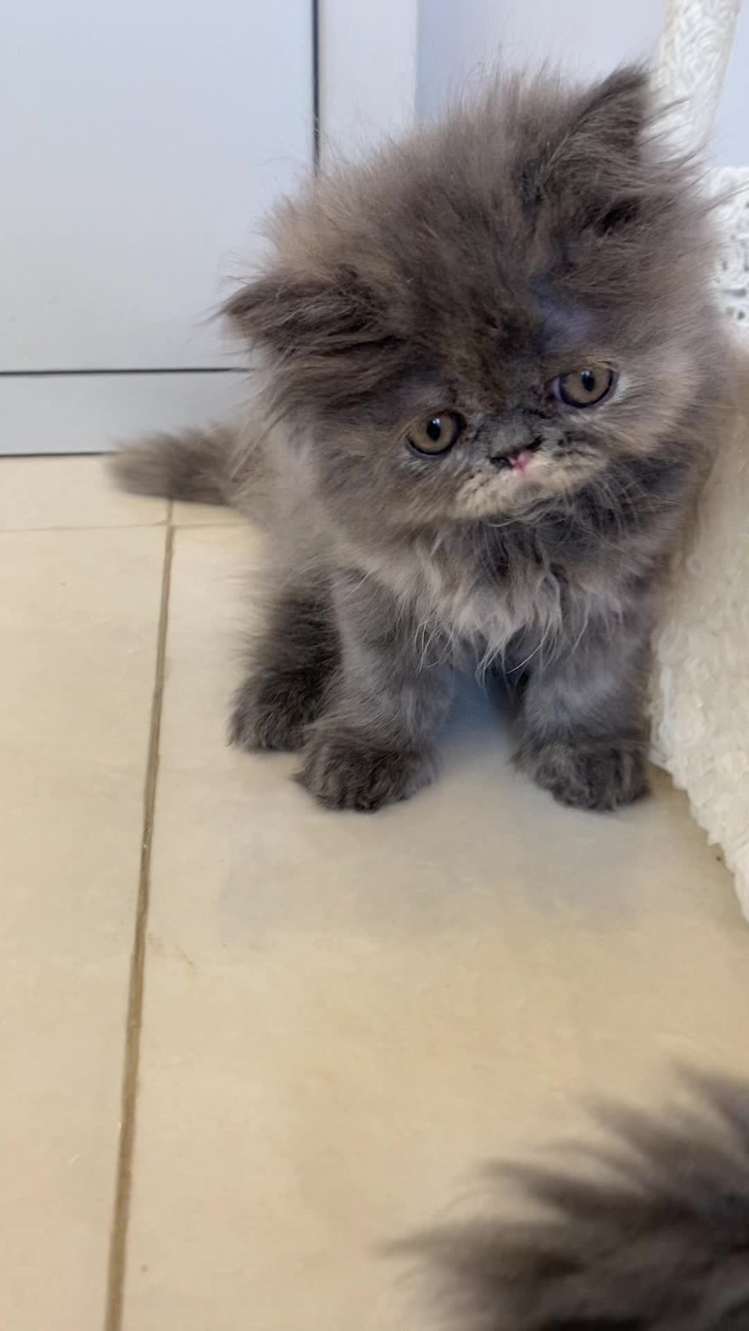 گربه پرشین سوپرفلت دختر دوماهه|گربه|تبریز, |دیوار