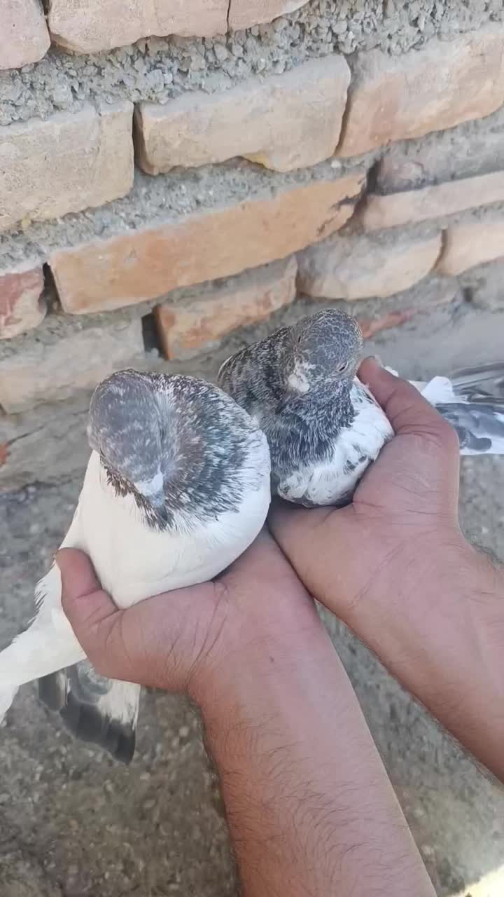 کفترپاکستانی|پرنده|ایرانشهر, |دیوار