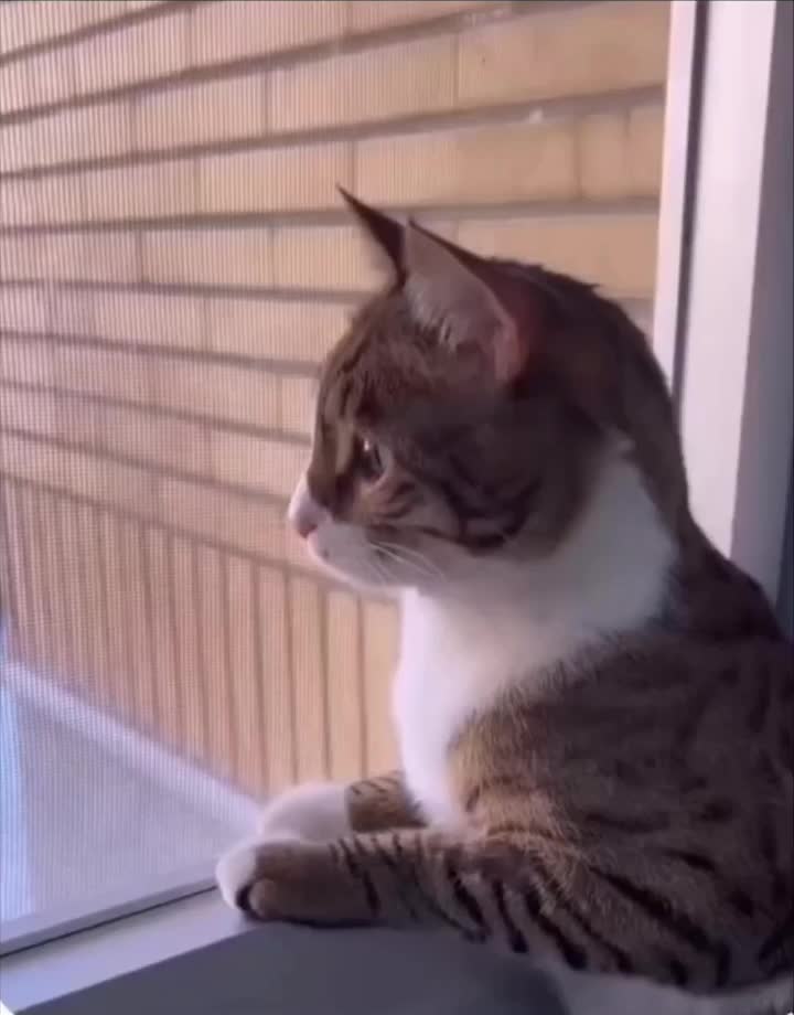 آل ای دی 32 اینچ|تلویزیون و پروژکتور|بجنورد, |دیوار