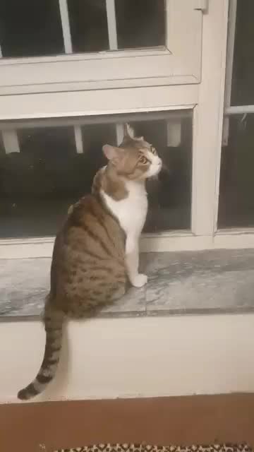 گمشده|حیوانات|تبریز, |دیوار