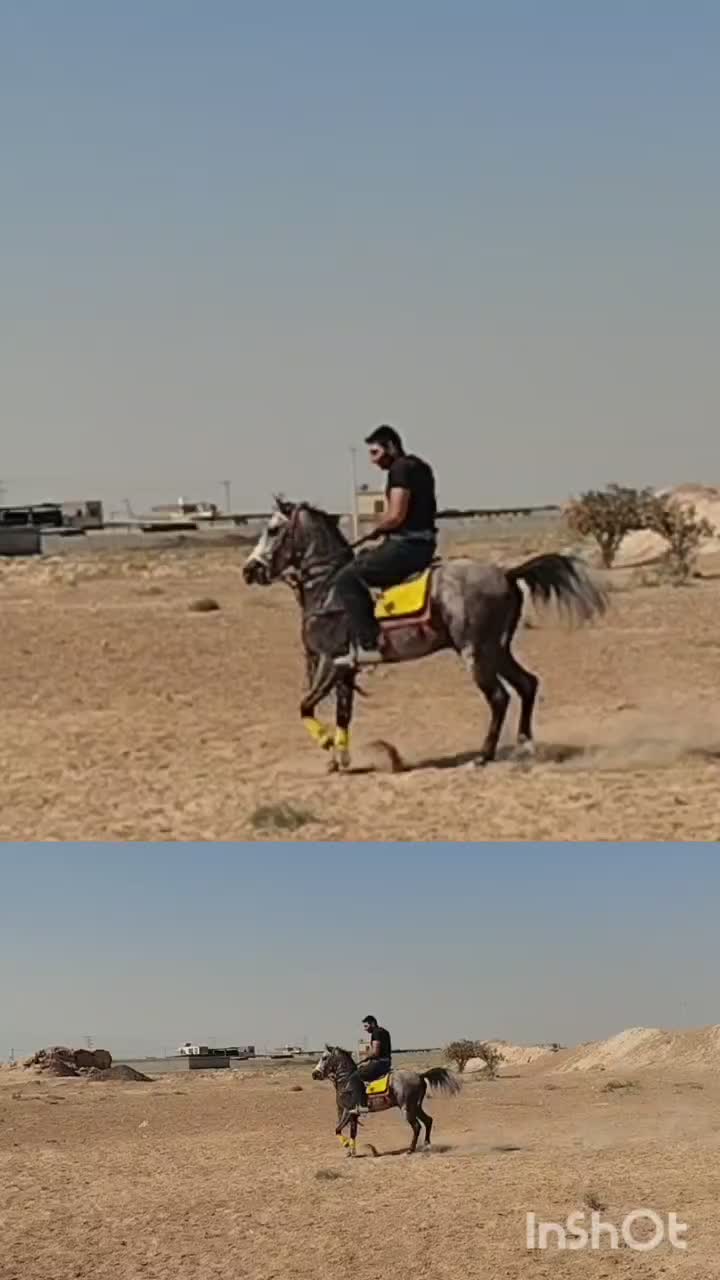 اسب کرد نریان نیله|اسب و تجهیزات اسب‌سواری|برخوار, |دیوار