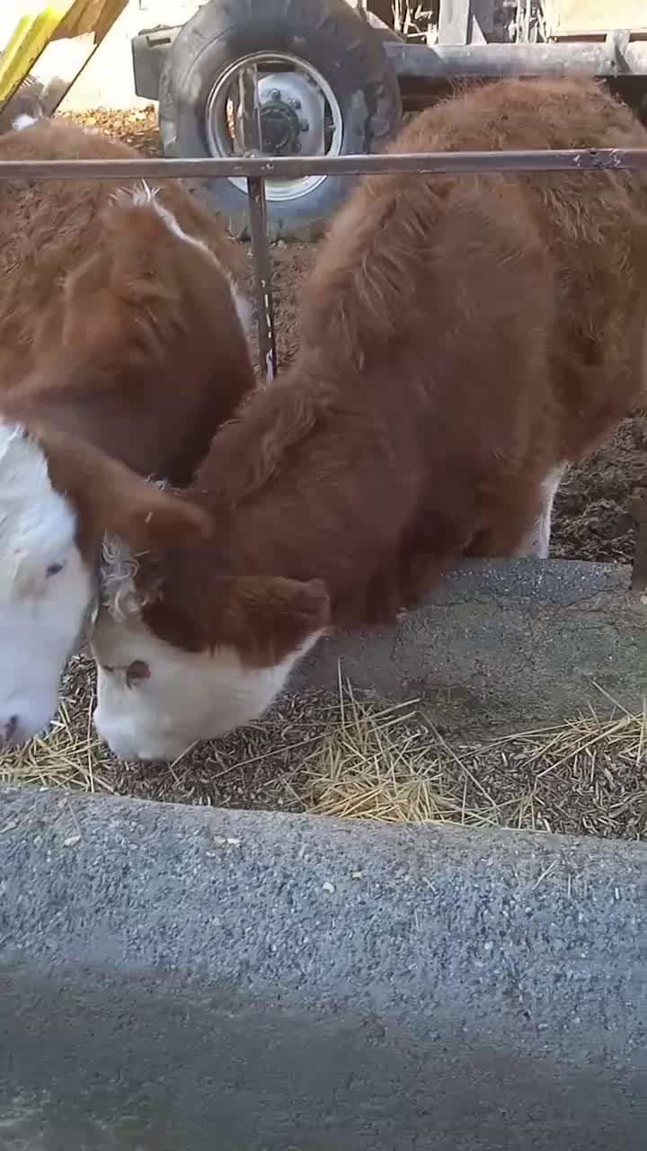 فروش گوساله سمینتال ماده|حیوانات مزرعه|محمدبار, |دیوار