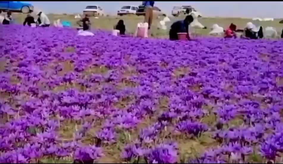 کود ۱۰۰٪ ارگانیک|خدمات باغبانی و درختکاری|مشهد, موسوی قوچانی|دیوار