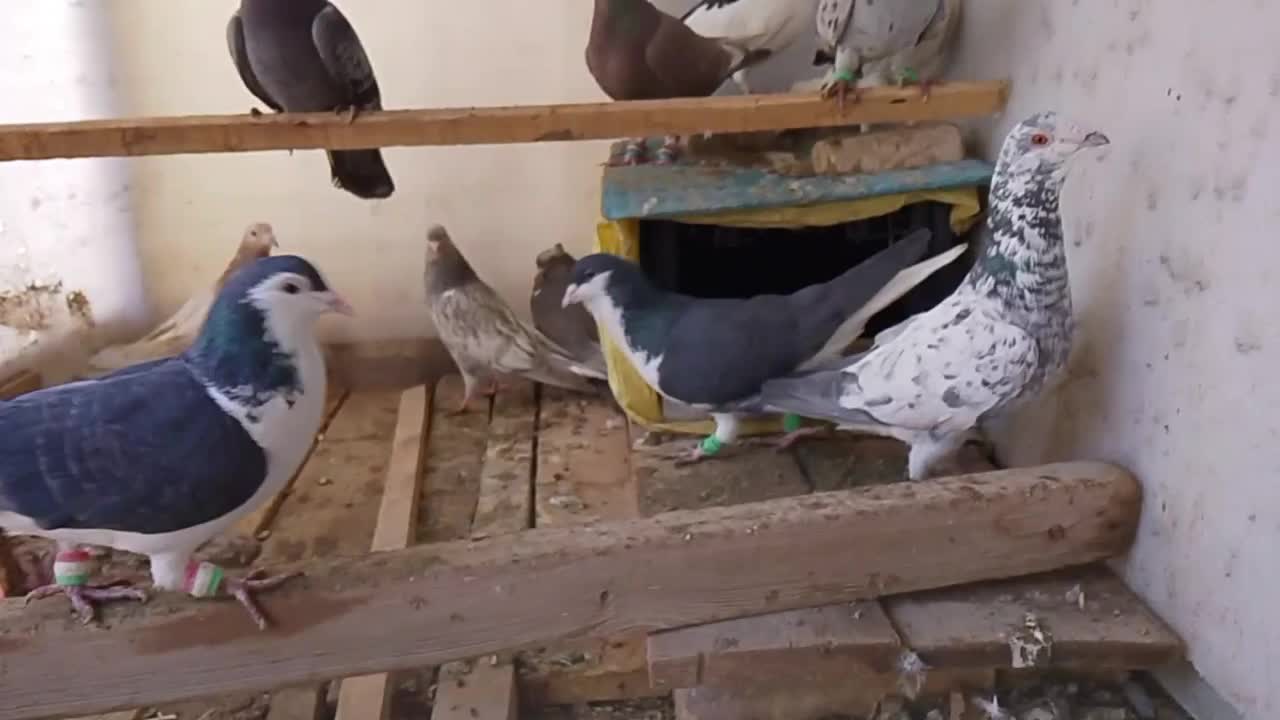 چند عددسار درجه ۱|پرنده|مشهد, کوه سنگی|دیوار