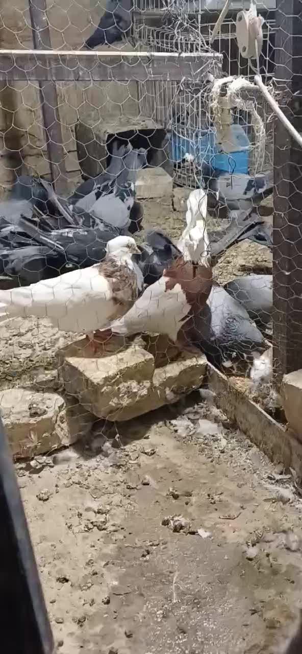 نروماده طوقی کلاهی  نر سرخ ماده سور معاوضه با سبز|پرنده|ریگان, |دیوار