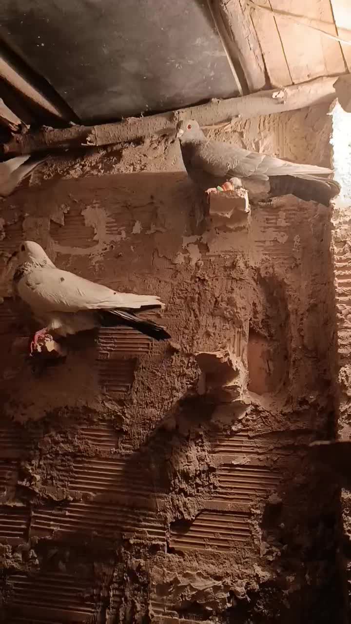 کبوتر پرشی|پرنده|درگز, |دیوار