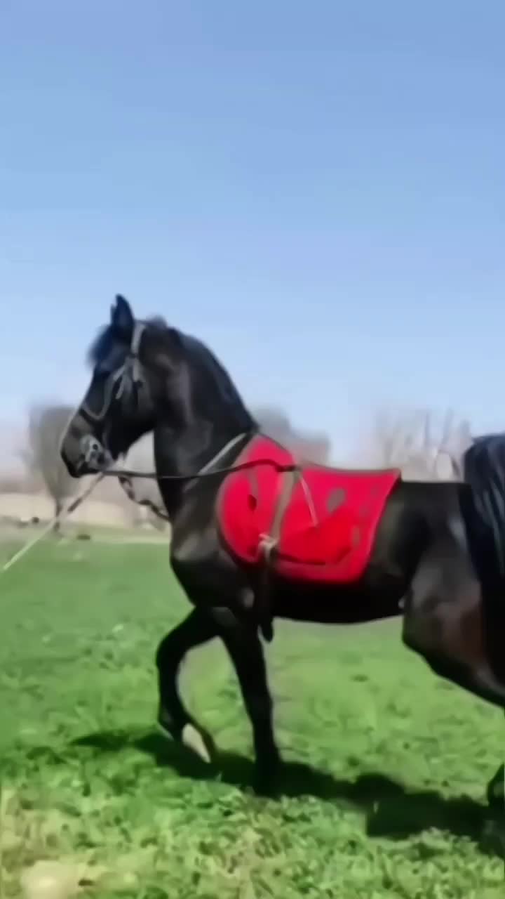 اسب اصیل کرد|اسب و تجهیزات اسبسواری|قم, پردیسان|دیوار