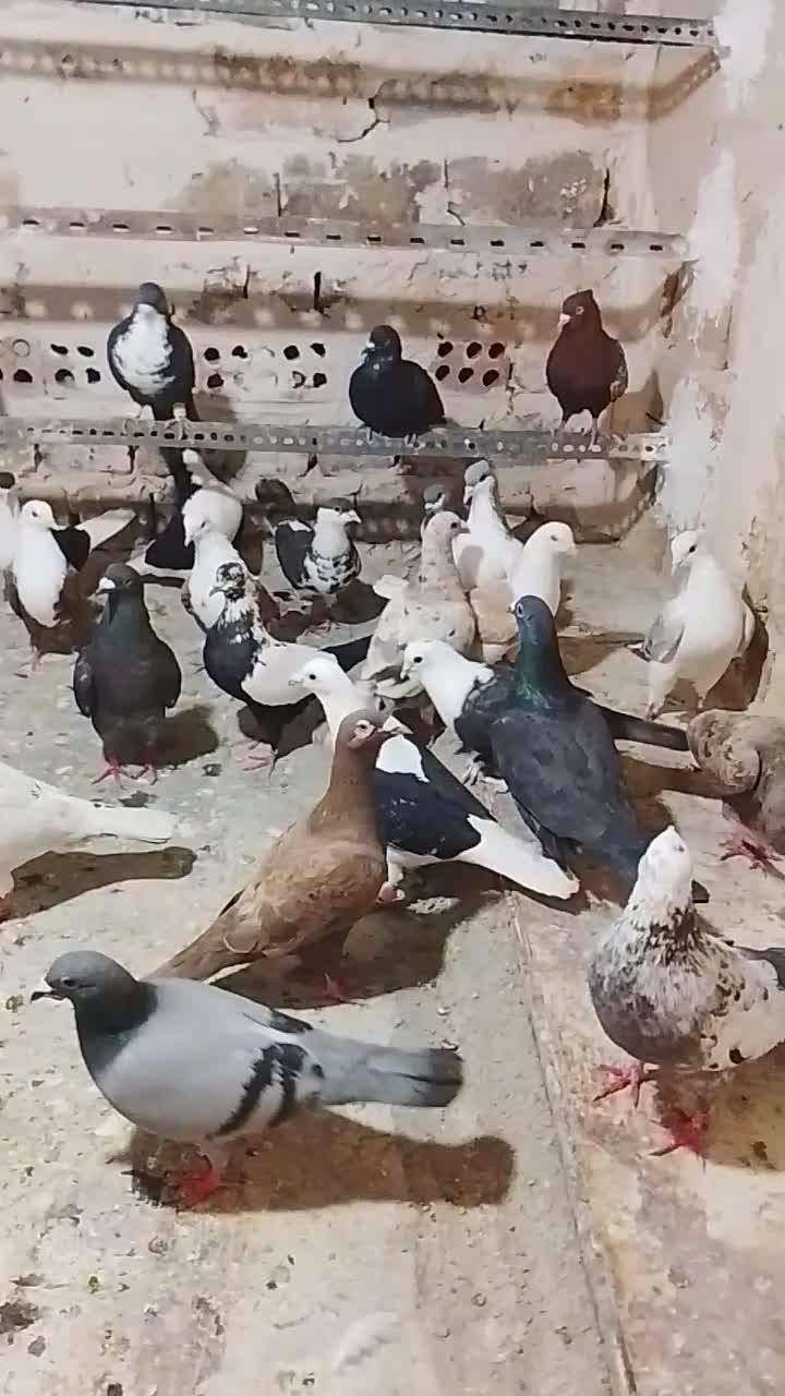 کبوتر پلاکی مسافتی شهرستانی|پرنده|تهران, جوادیه|دیوار
