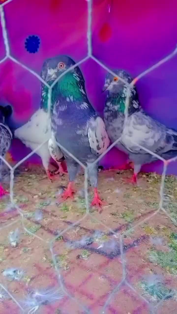 کفتر پاکستانی و چینا|پرنده|بندرعباس, |دیوار