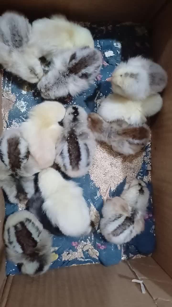 فروش جوجه مرغ|حیوانات مزرعه|گتوند, |دیوار