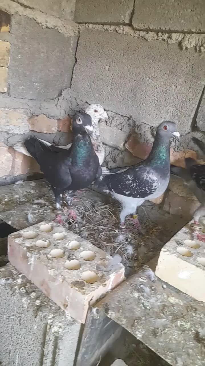 کبوتر دورگ|پرنده|گرگان, |دیوار