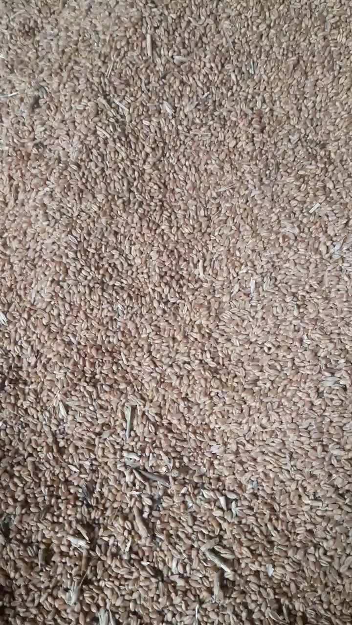 گندم‌پیشگام|عمده‌فروشی|مشهد, رباط طرق|دیوار