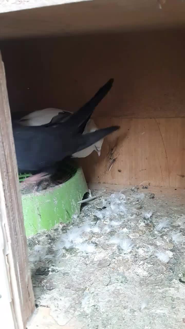 کفتر دمبی|پرنده|بم, |دیوار