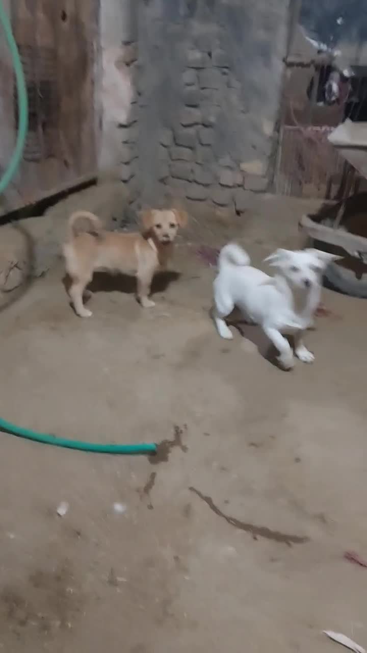 فروش سگ پا کوتاه|سگ|بافق, |دیوار